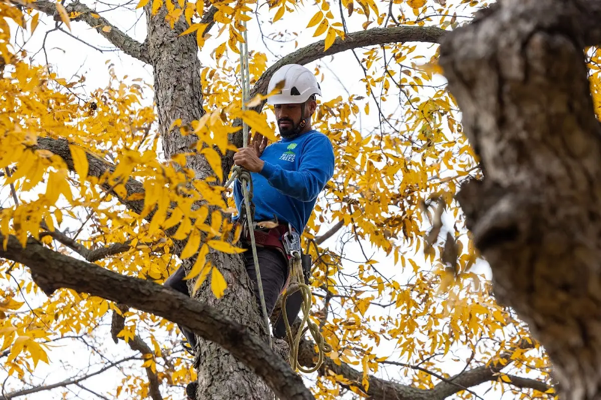 Skilled Tree Pruning crew working in Frontier